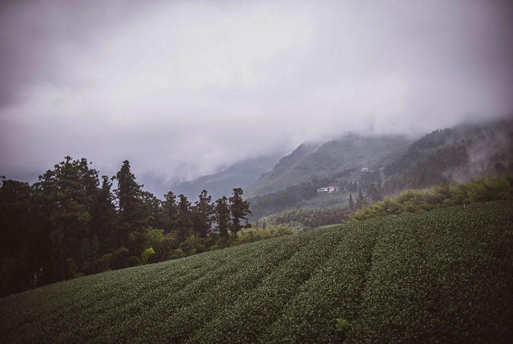 Champs de thé à Taïwan - Tea Project