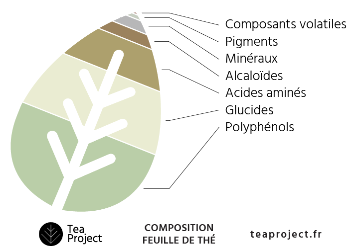 Schéma composition feuille de thé - Tous droits réservés Tea Project